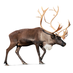 Moose, elk PNG-66263